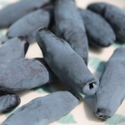 Kamtschatkabeeren Kamtschatkabeeren